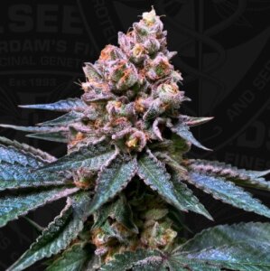 T.H. Seeds Black Apple Hitchcock - Free 710 Limited 7 Pack