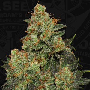 T.H. Seeds Bubblegum - Free 710 Limited 7 Pack