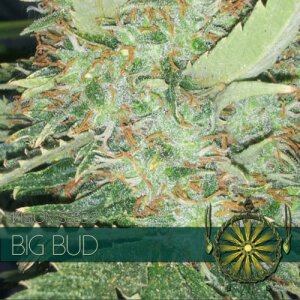 Vision Seeds Big Bud