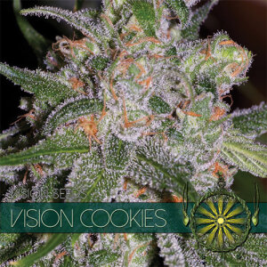 Vision Seeds Vision Cookies