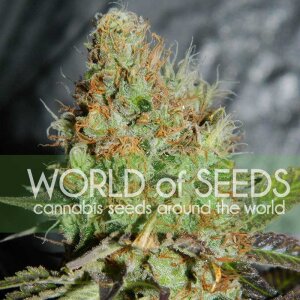 World Of Seeds Afghan Kush