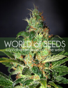 World Of Seeds Chronic Haze (Legend Collection)