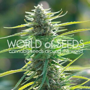 World Of Seeds Colombian Gold (Pure Origin Collection)
