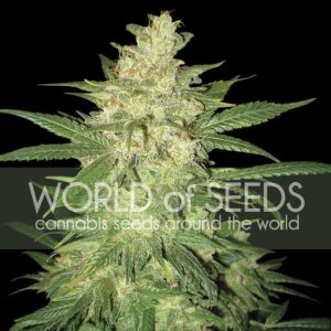 World Of Seeds Colombian Gold Ryder Auto