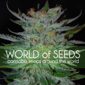 World Of Seeds New York 47 (Legend Collection)