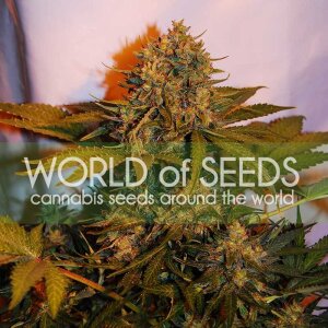 World Of Seeds Northern Light X Big Bud Ryder Auto