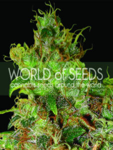 World Of Seeds Northern Light X Skunk Medical