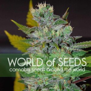 World Of Seeds Space (Legend Collection)