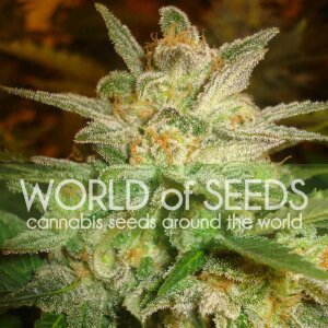 World Of Seeds Star 47 (Legend Collection)