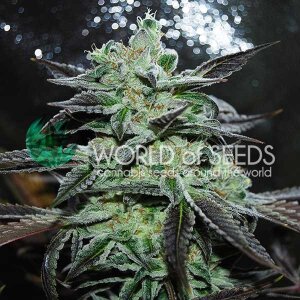 World Of Seeds Strawberry Blue (Legend Collection)