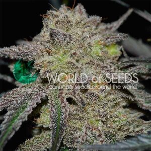 World Of Seeds Tonic Ryder (CBD Collection)