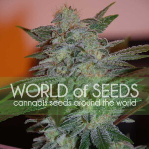 World Of Seeds Yumbolt 47 (Legend Collection)