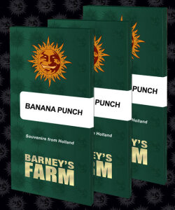 Barneys Farm Banana Punch