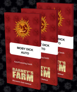 Barneys Farm Moby Dick Auto